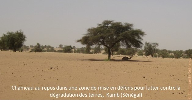 Chameau au repos dans une zone de mise en défens pour lutter contre la dégradation des terres, Kamb (Sénégal)